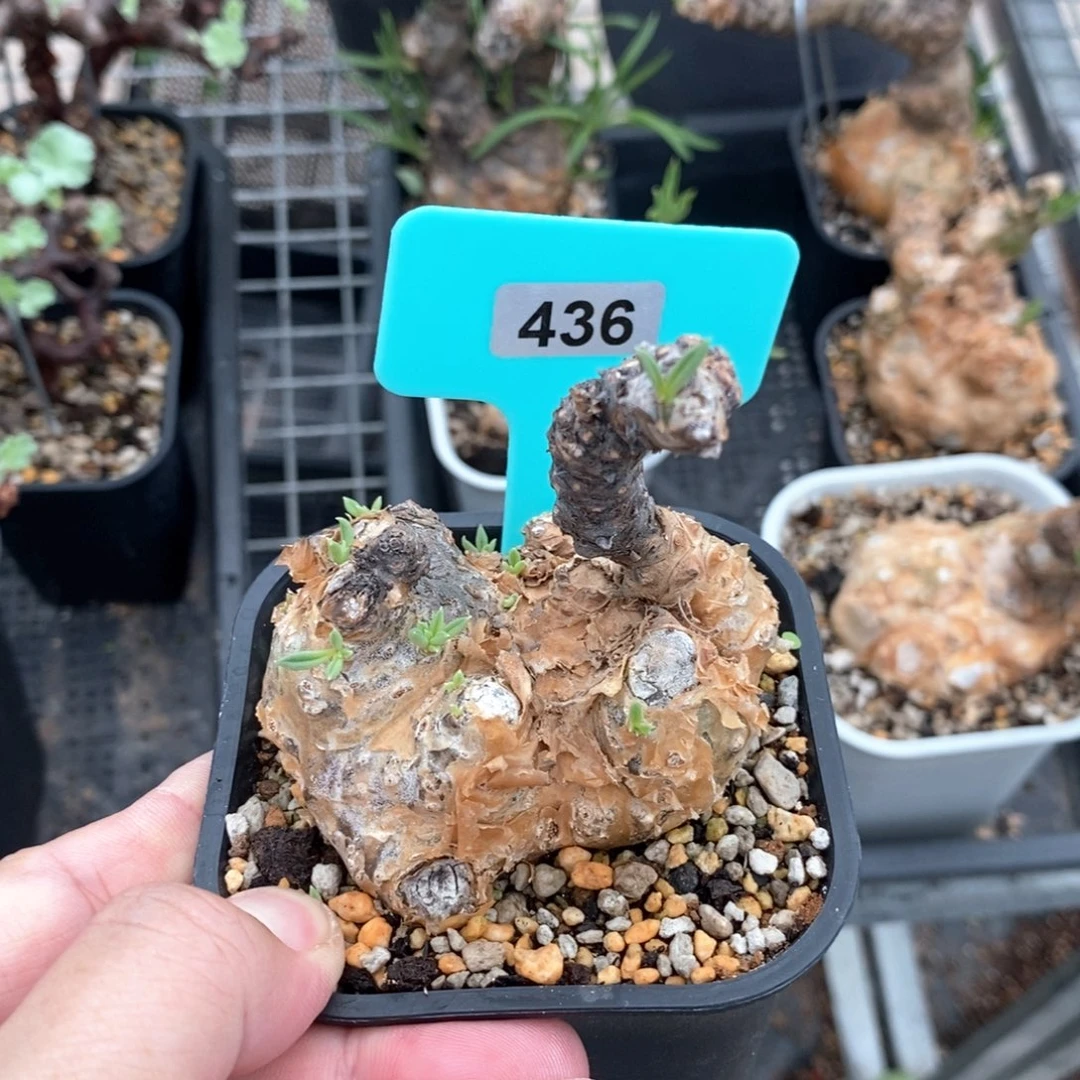 条纹奇峰景多肉植物
