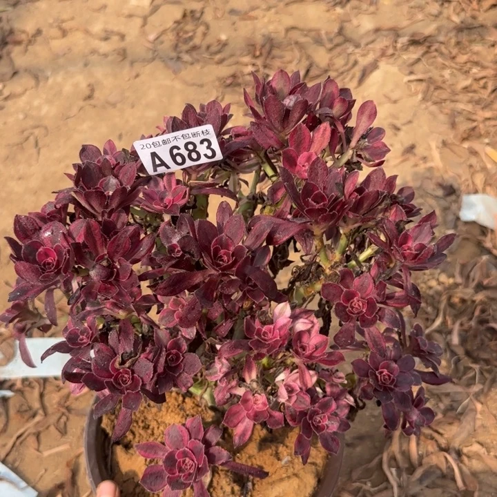 香奈尔……多肉植物……