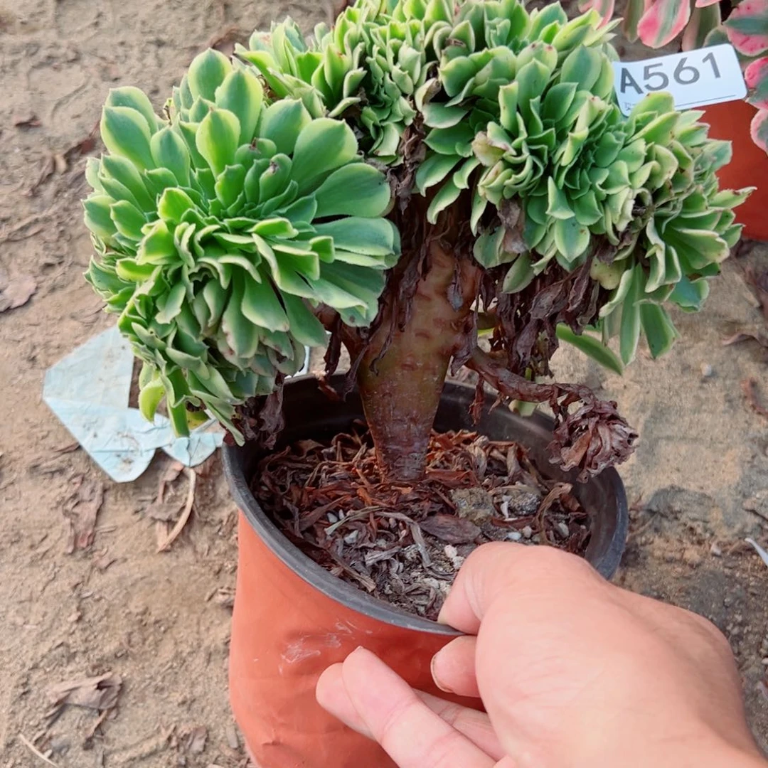 561绿豆沙缀化多肉植物