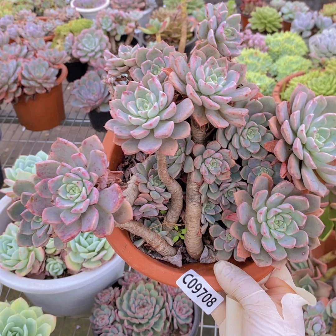 9708红粉佳人一物一拍