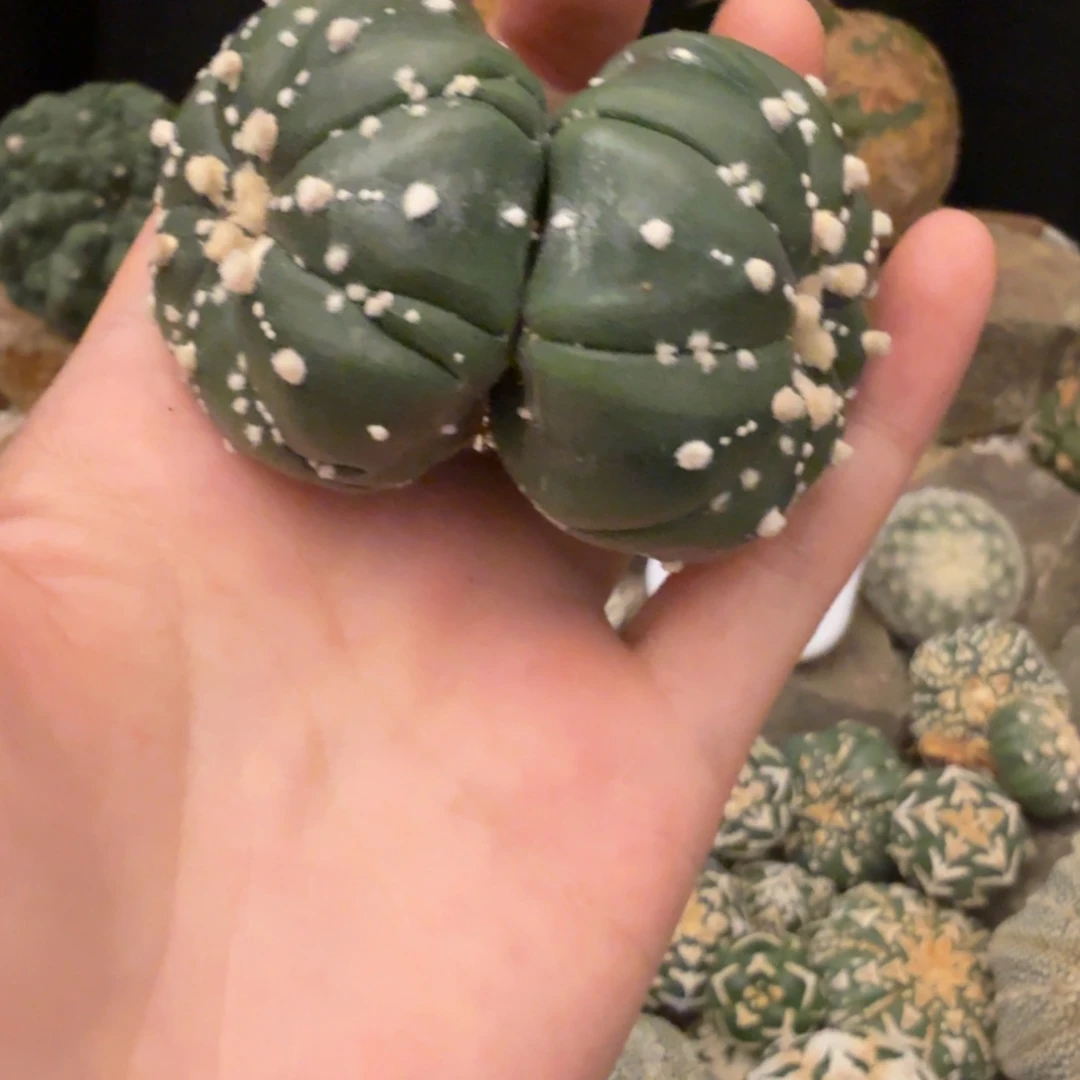 小***小双头哈哈哈哈哈哈哈