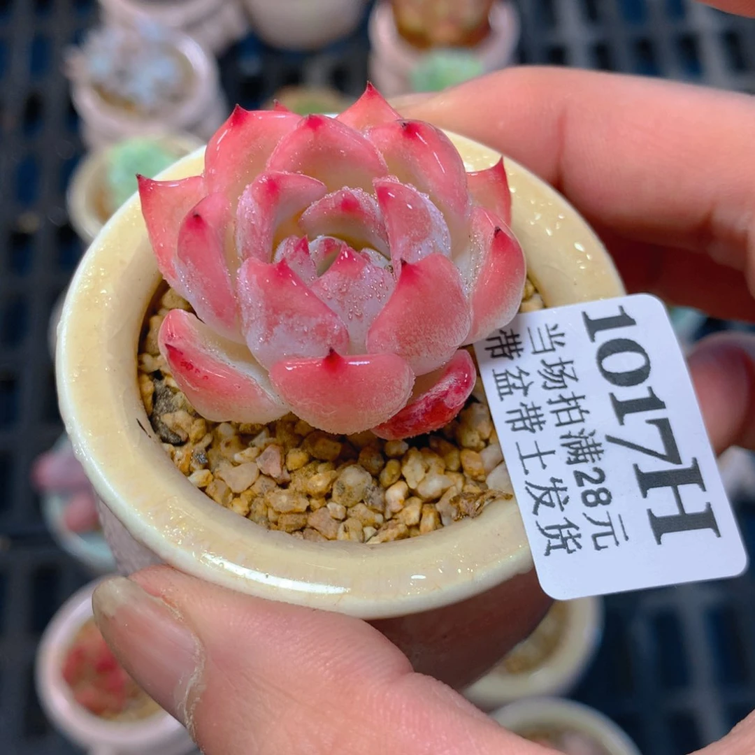 5厘米盆精控多肉1017