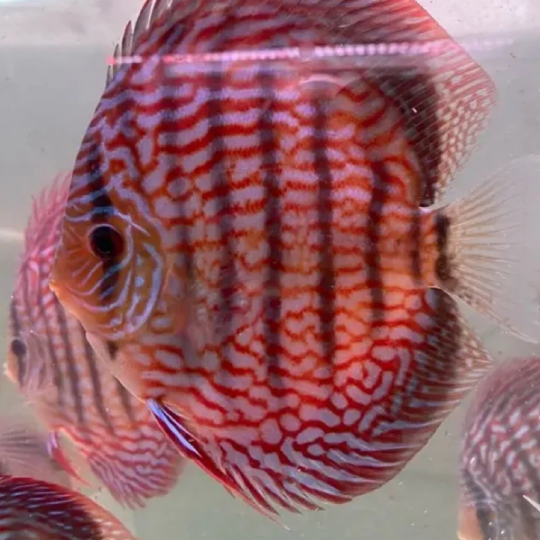 七彩神仙鱼淡水热带观赏鱼苗可混养招财耐活