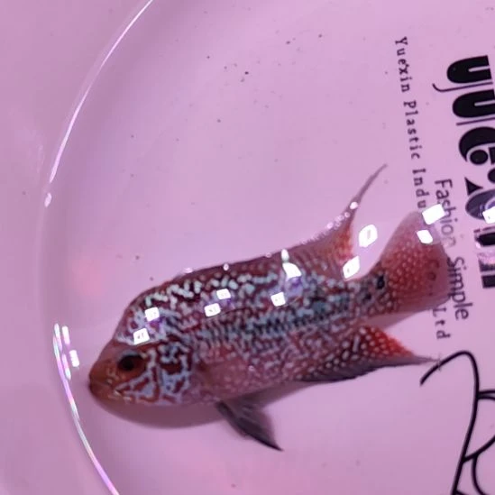 罗汉鱼二楼鱼！！！！！！！！！！