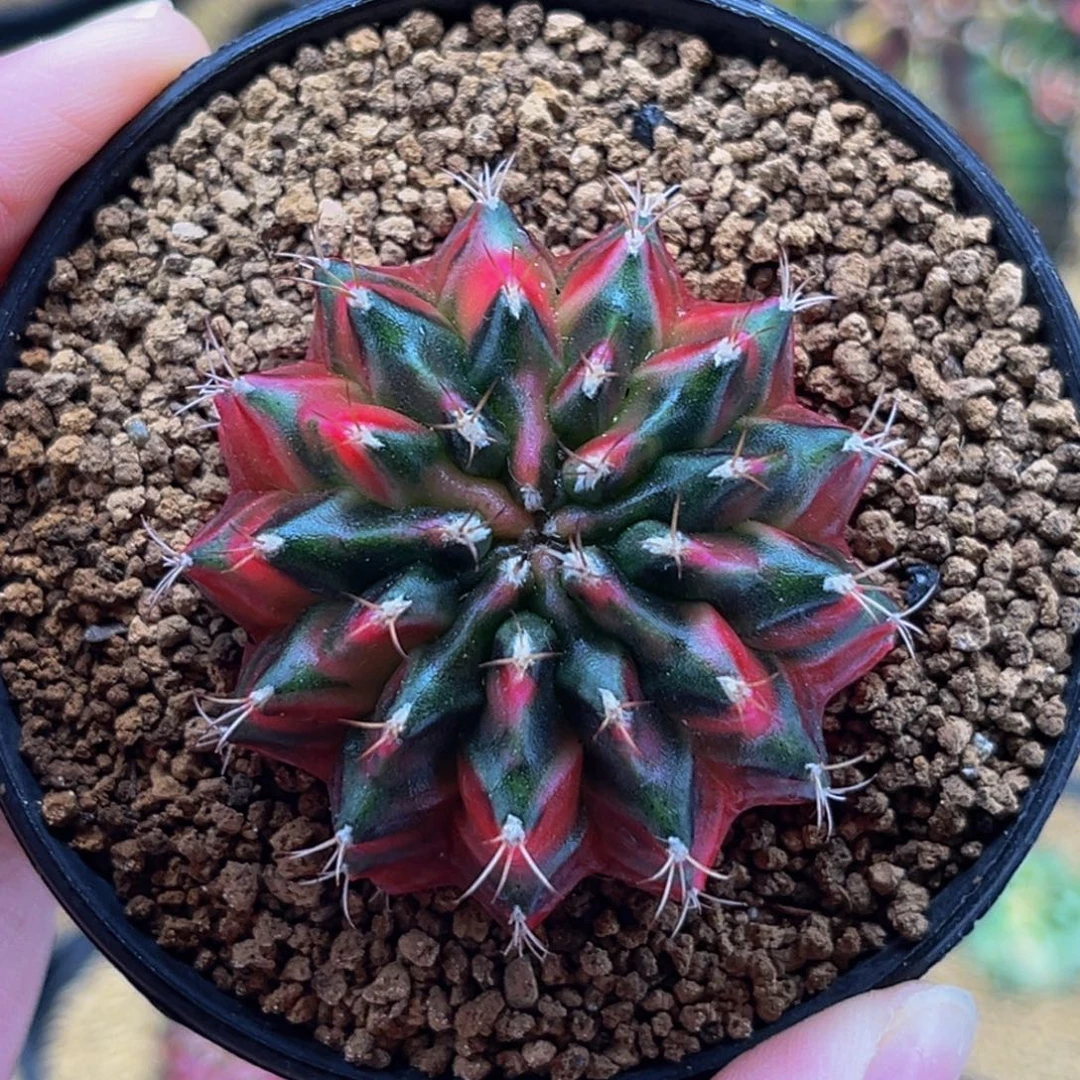 红孔雀开屏 米哈仙人球