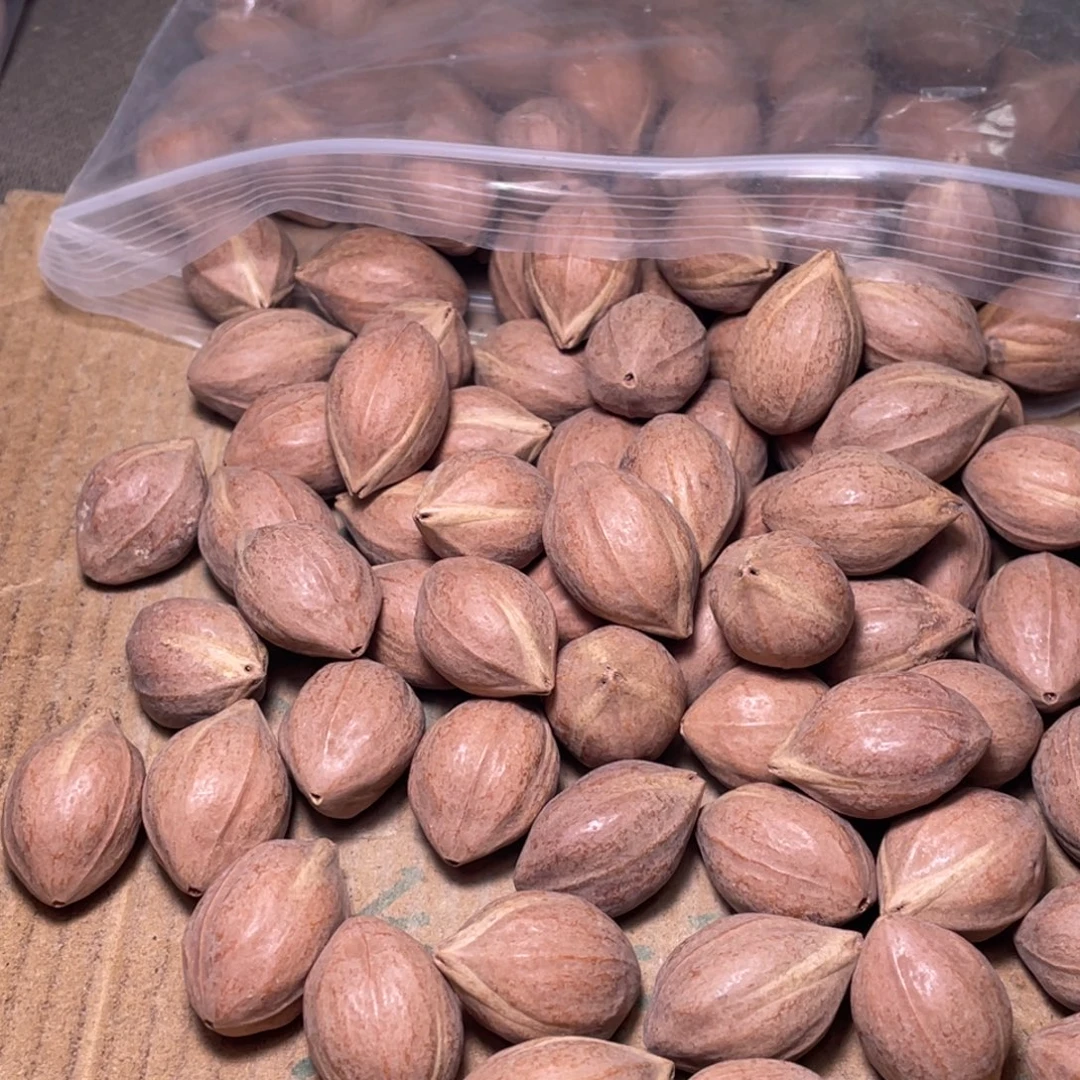 池***.橄榄核手串/手链不退不换qet