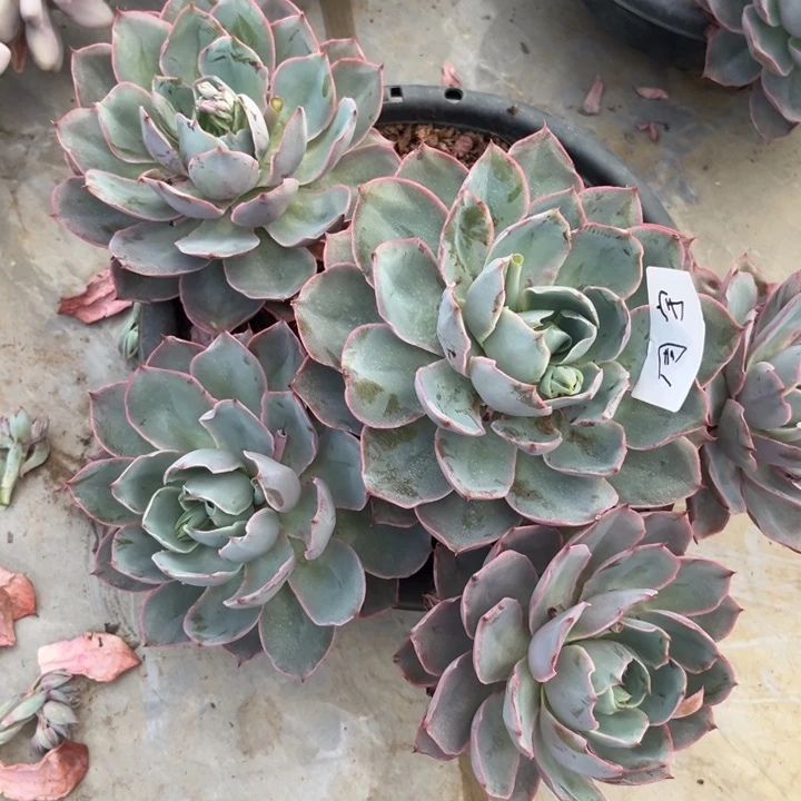 棠颂花卉。一物一拍。赫拉。周宇