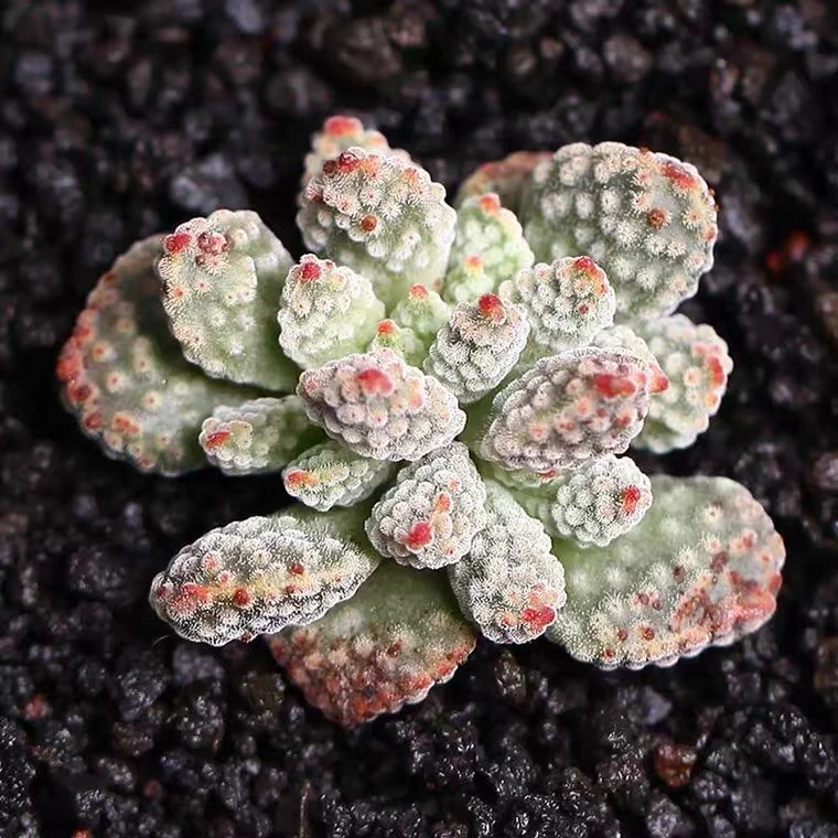 多肉植物火星兔子绿植盆栽室内办公桌面装饰好养易活