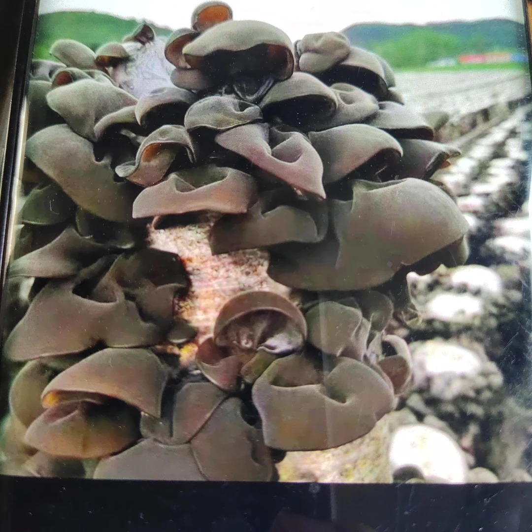 黑龙江东宁农户自产自销头茬木耳干货软糯Q弹干净无根炝拌菜东北