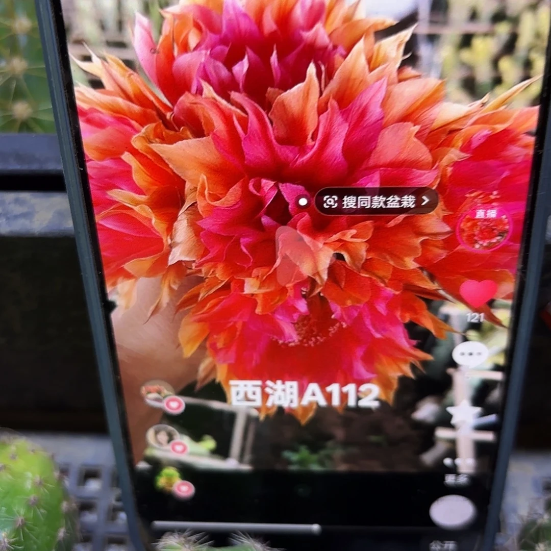 A117无根侧牙四公分57