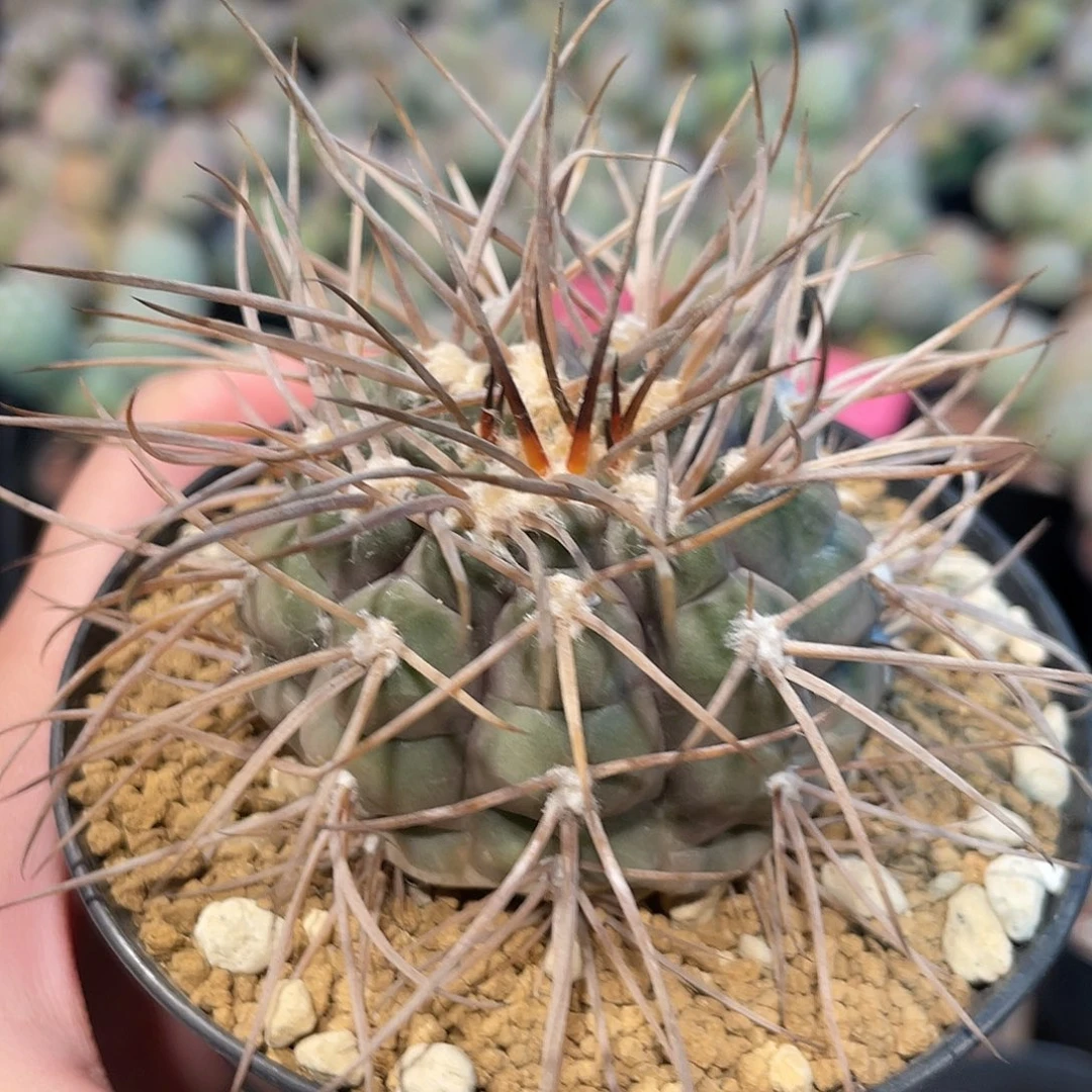 仙人球裸萼属原始魔天龙6厘米