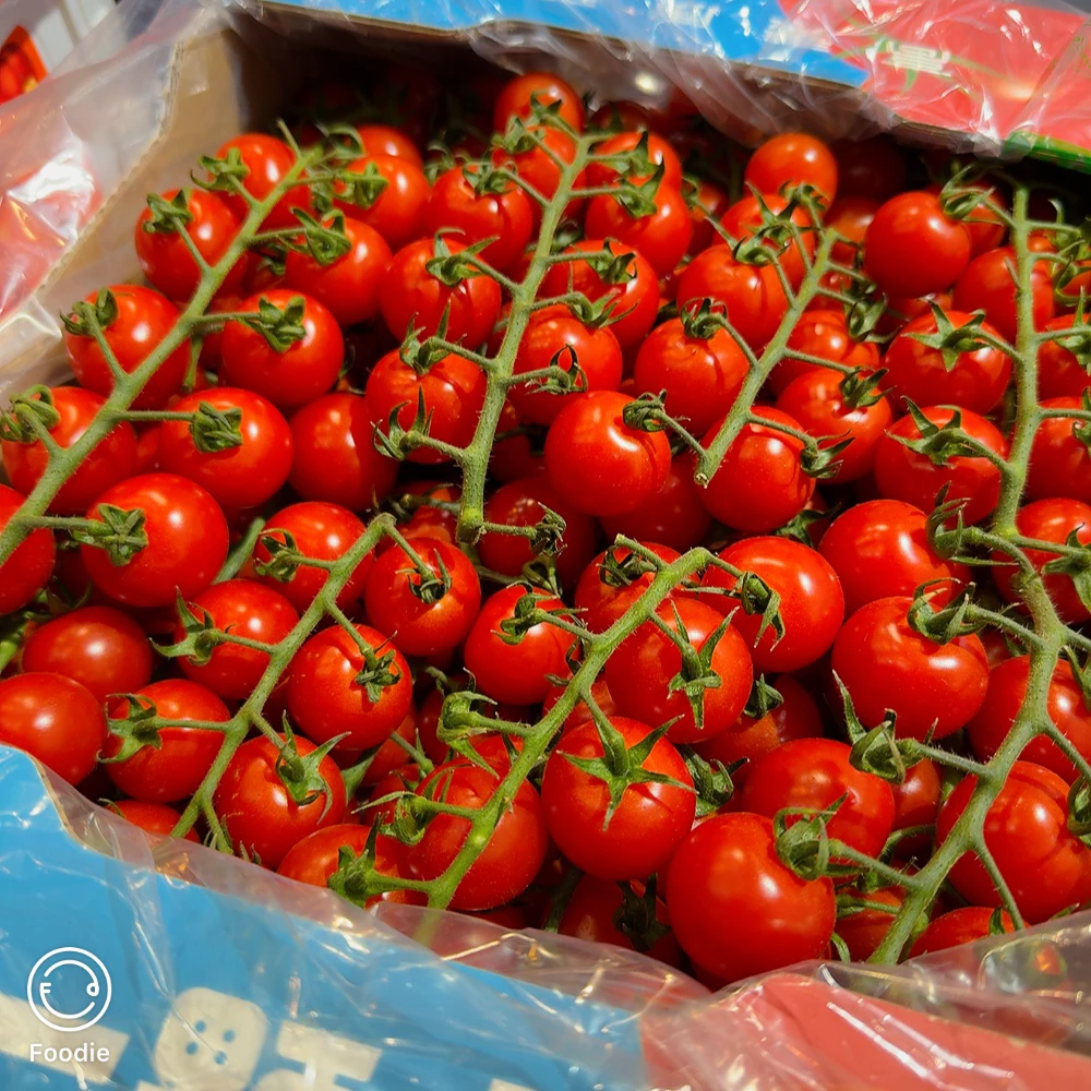 一颗大串收小番茄，1斤，口感嘎嘎好，味道自然纯正串收番茄山东省