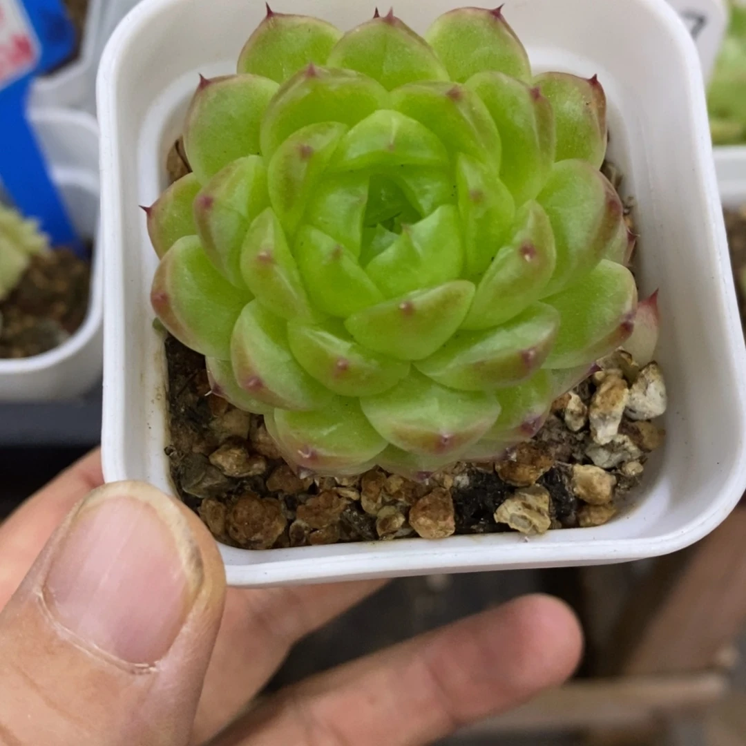 精品多肉一物一拍不包整54