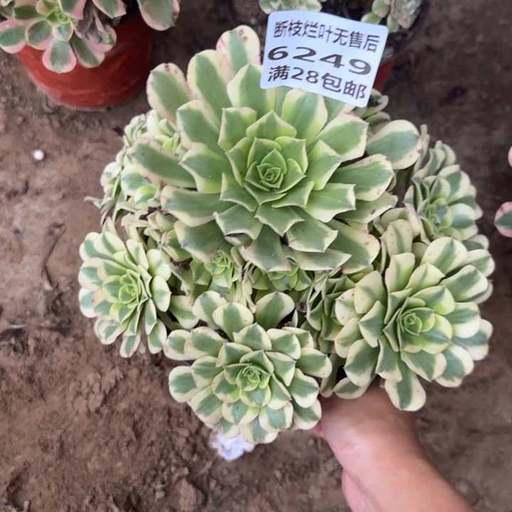 6249二号棚绿豆沙B