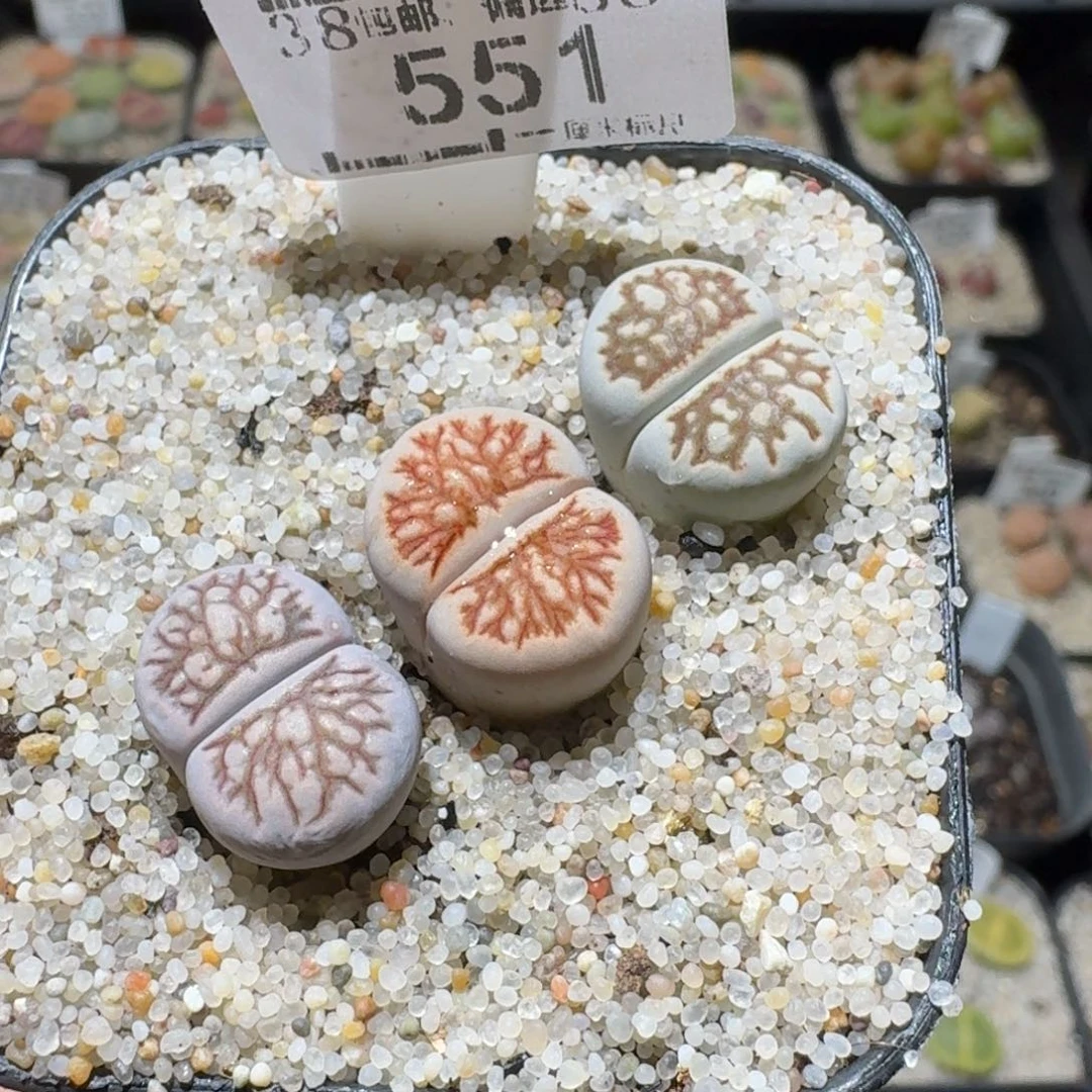 Sss新年福利福利551