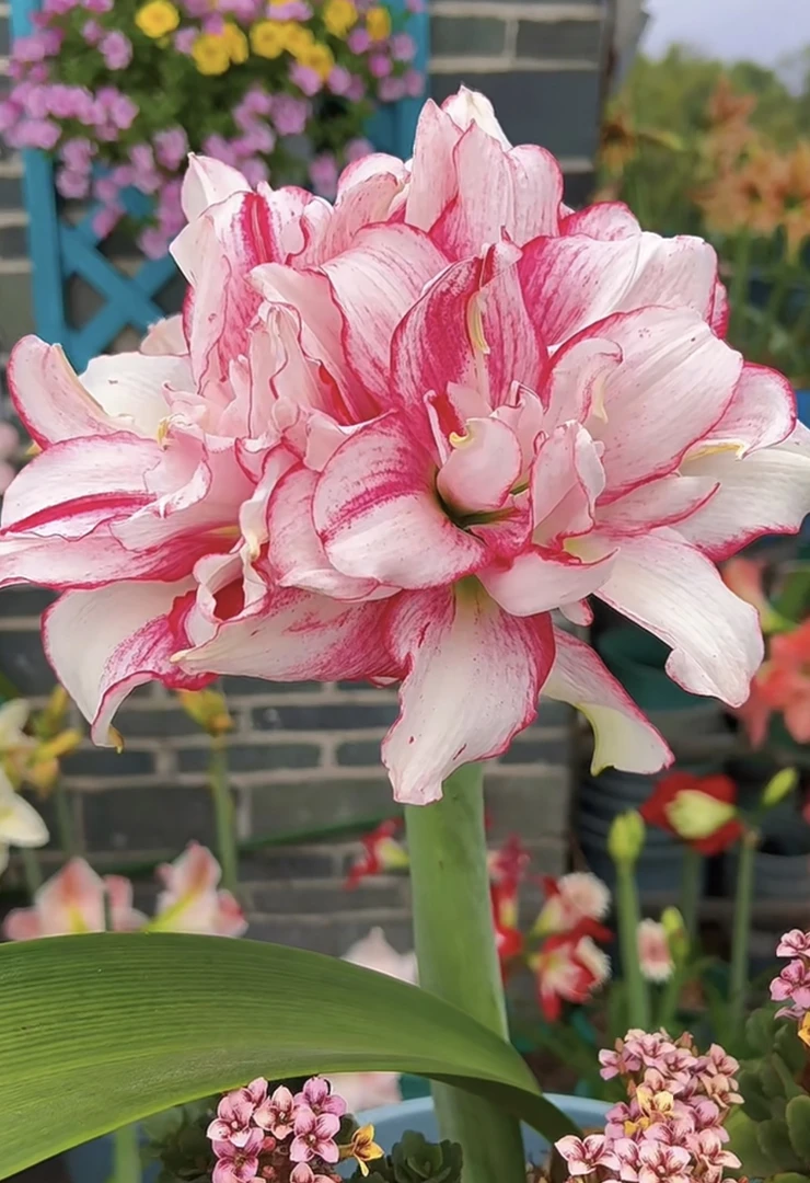 （瑞秋）重瓣朱顶红自然球包对版送肥料4公分