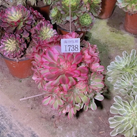 738倾城多肉植物