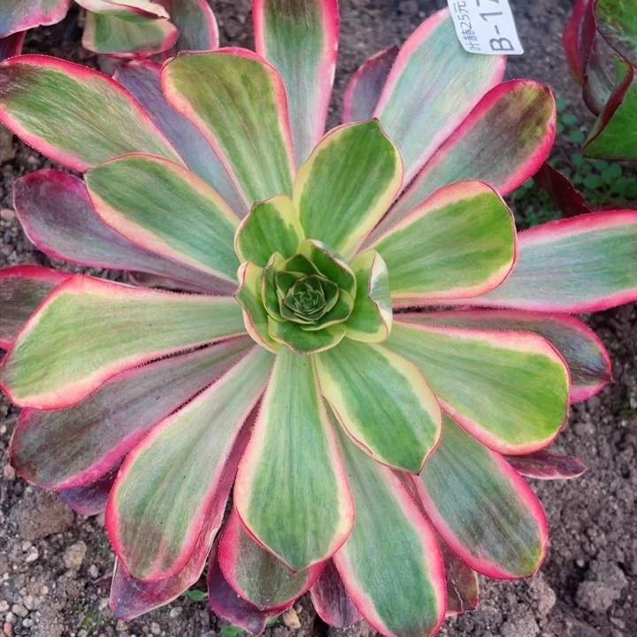 273红膜女多肉12345678