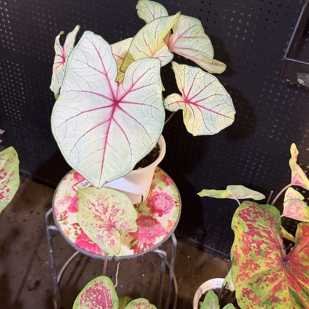 A***r完全开放梦幻进口球