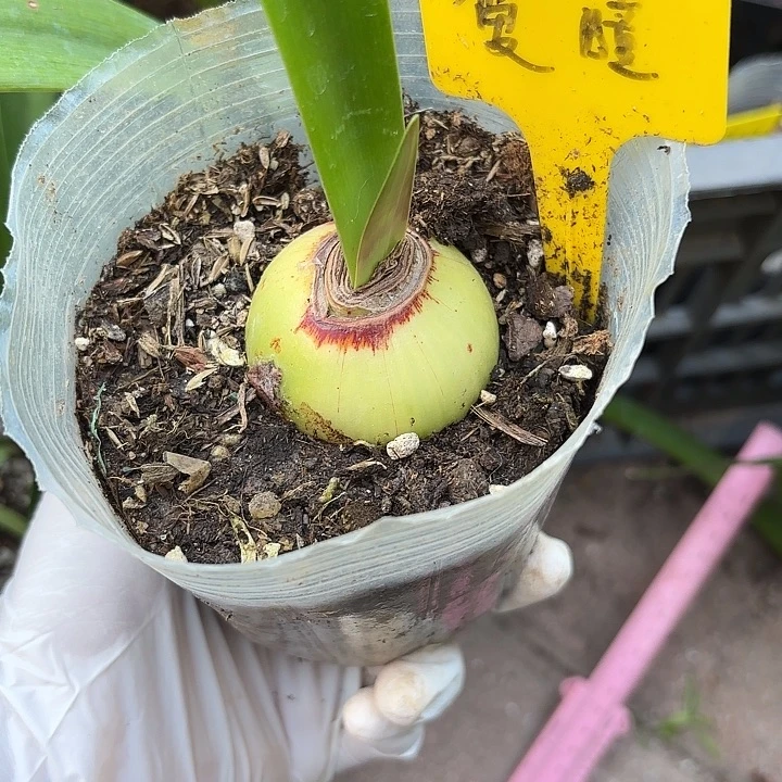 无花朵朱顶红爱瞳4.5厘米