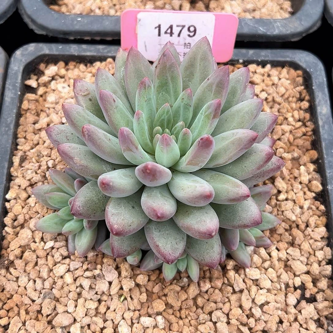 ?****?绿体虞美人1479号