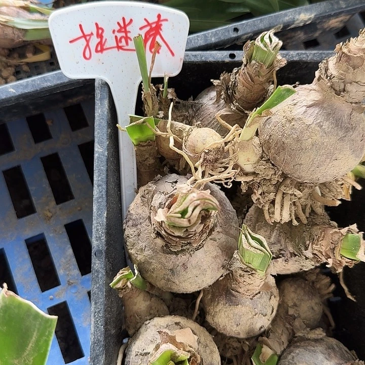 捉迷藏朱顶红一棵2+