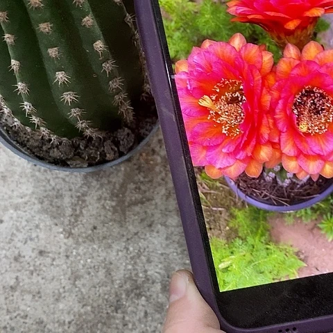 布妮塔仙人球，257899