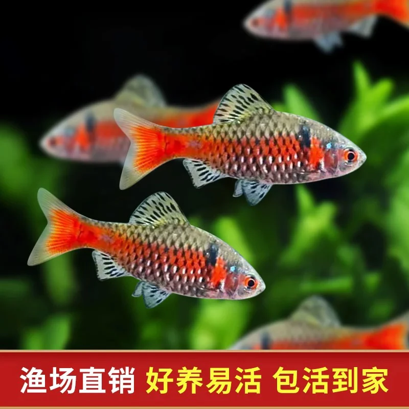 钻石彩虹鲫淡水鱼群游观赏鱼新手好养耐活耐寒冷水广温热带鱼活体