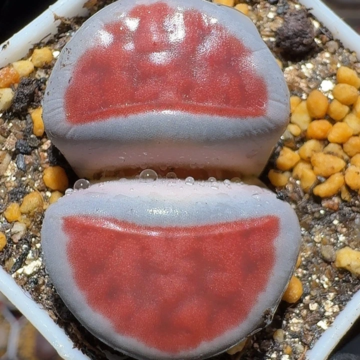 生石花11111。  3.5左右。  83