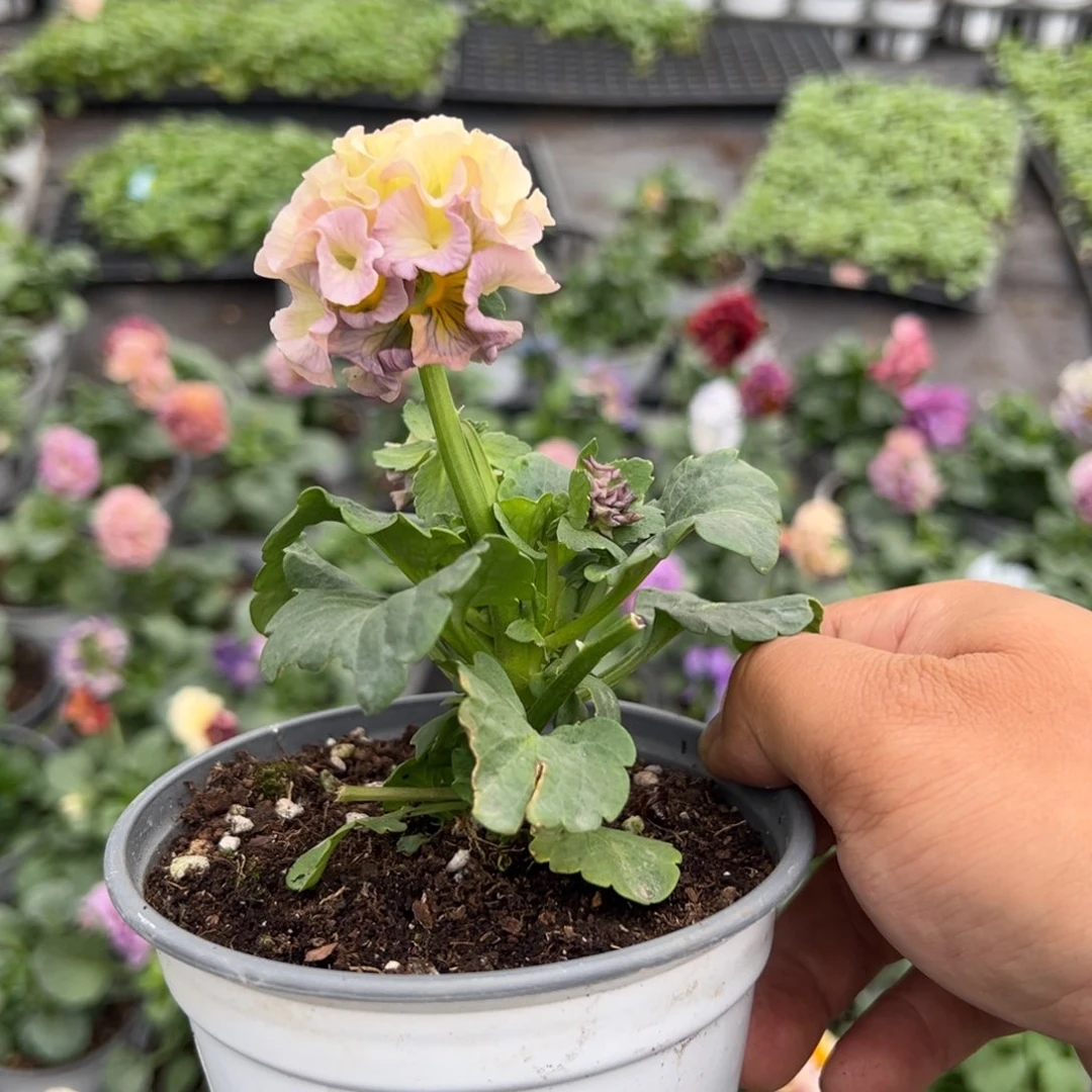 【闪购商品】完全开放082号