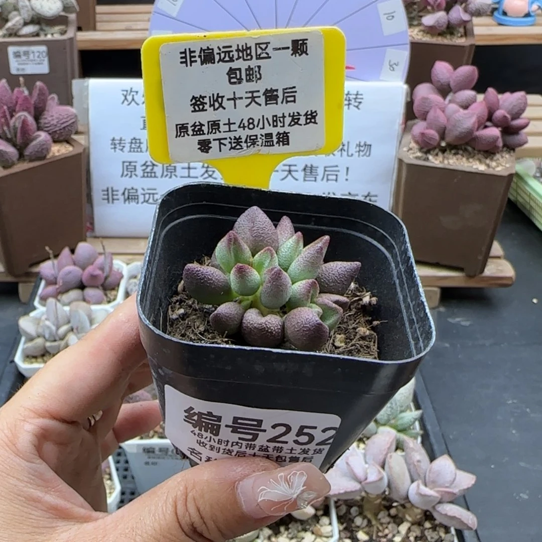 252小红嘴多肉植物