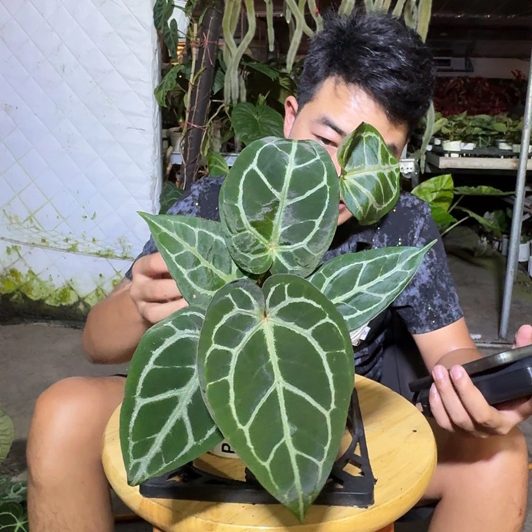 小***7无花朵一物一拍B35