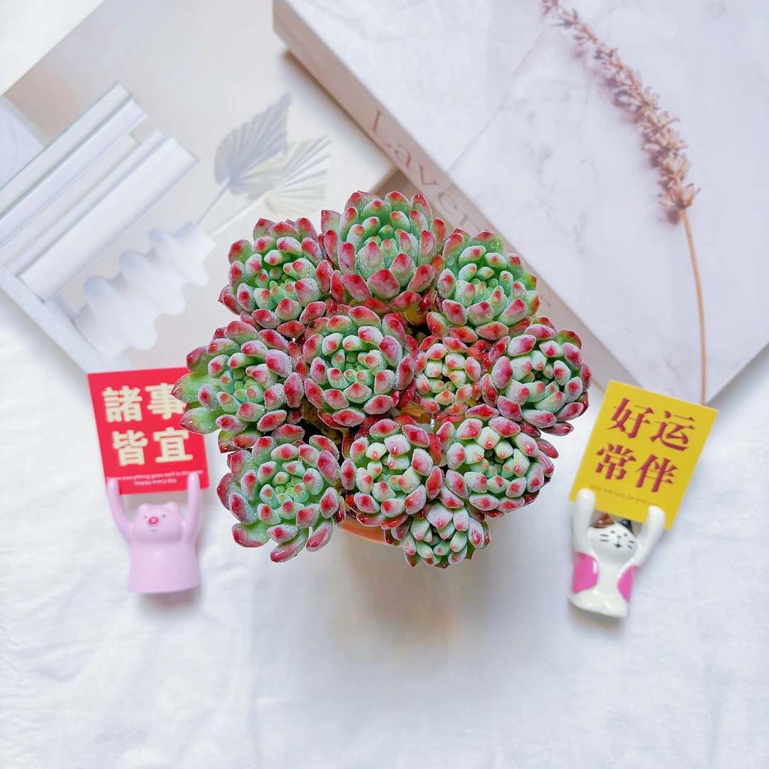 平安果 桌面多肉植物办公室阳台新手好养 耐寒耐热皮实肉肉带盆发