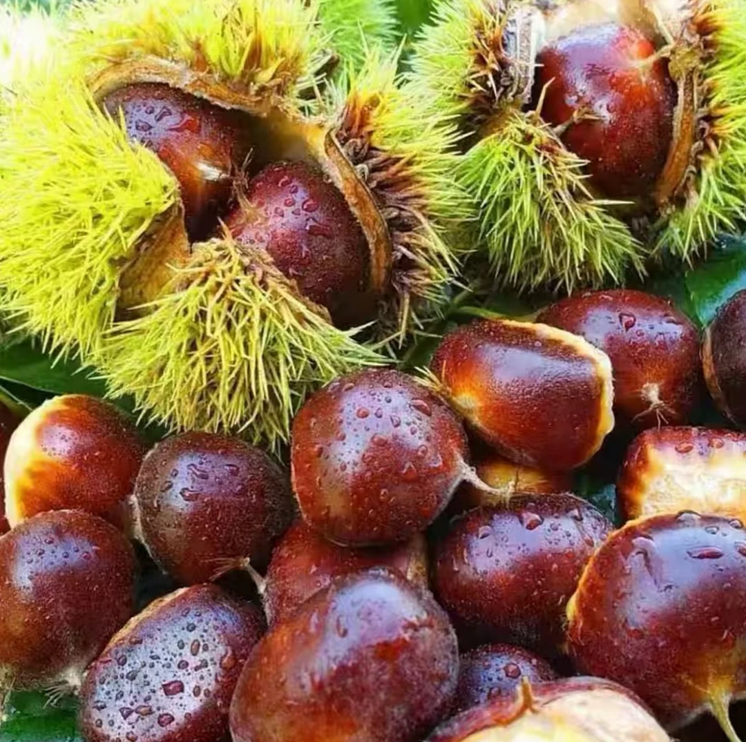 贵州高山老树板栗