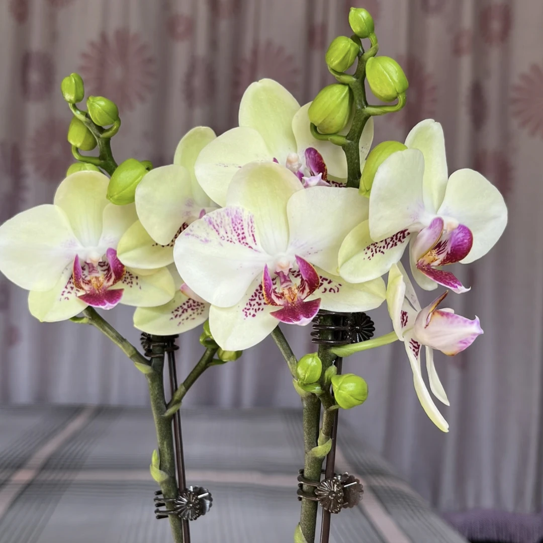 绿熊3.0寸杯双剑精品苗