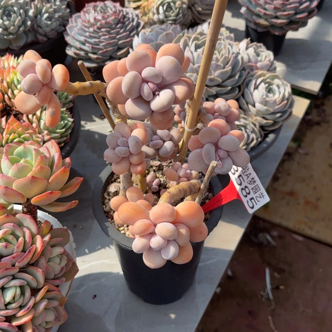 ?*晶开开心心每一天3585