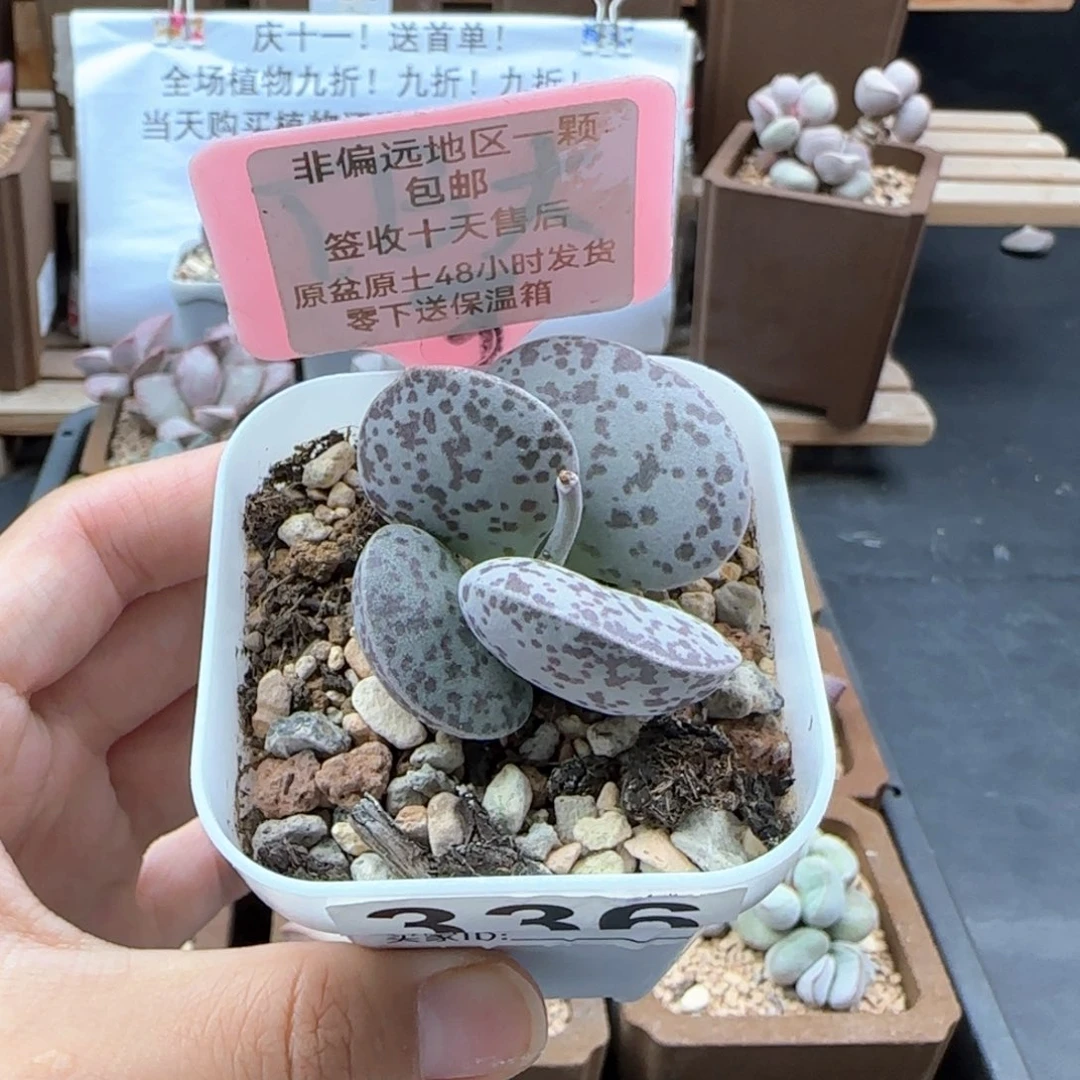 336巨型花旦多肉