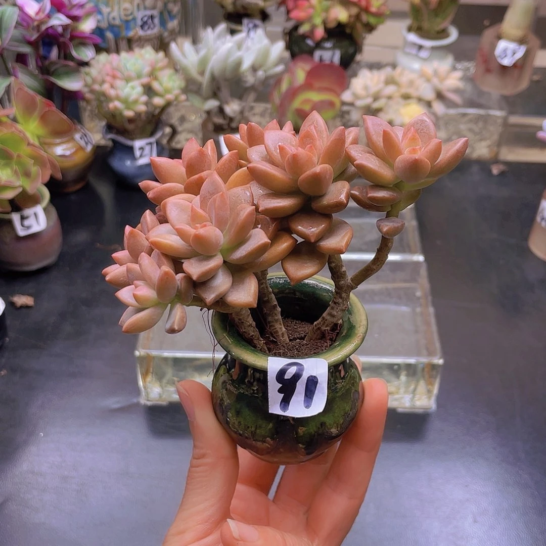 含***z花钱花钱花钱花钱