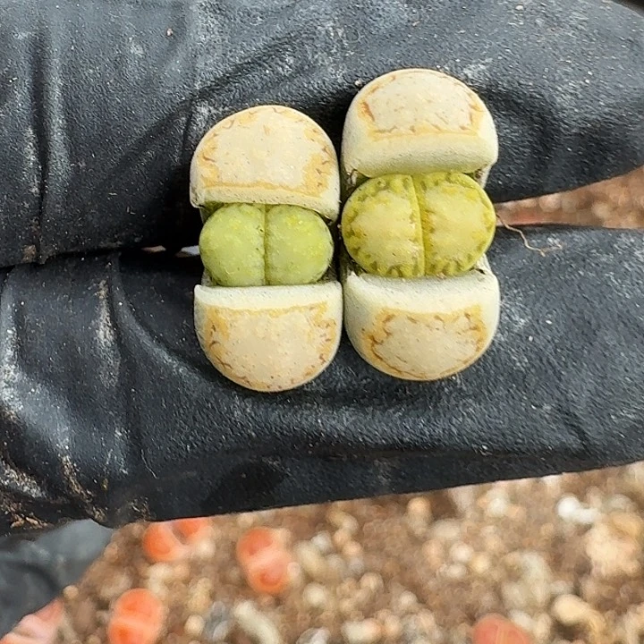 生石花111111。    261