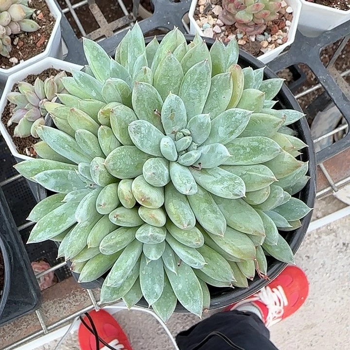 成*青蛙王子儿童牙膏111