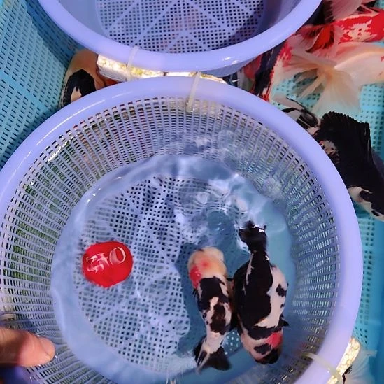 周***默金鱼042兰寿两只特价顺丰包邮