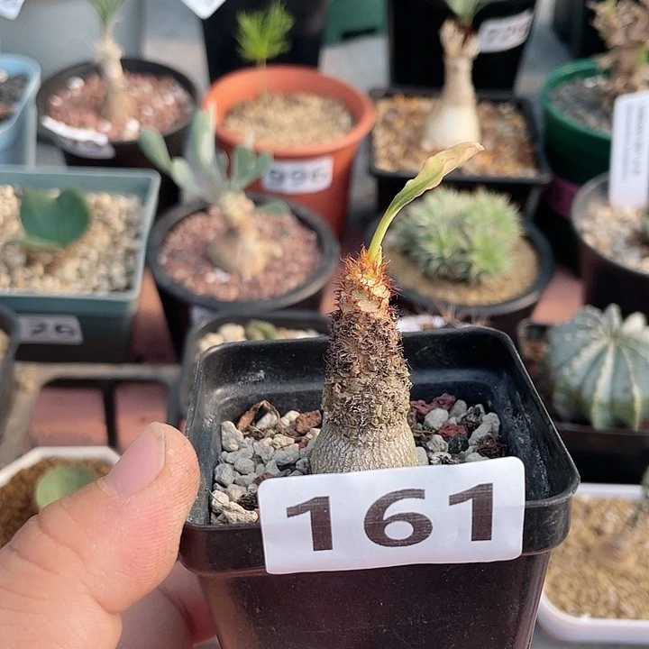****丶161象鼻大戟块根植物