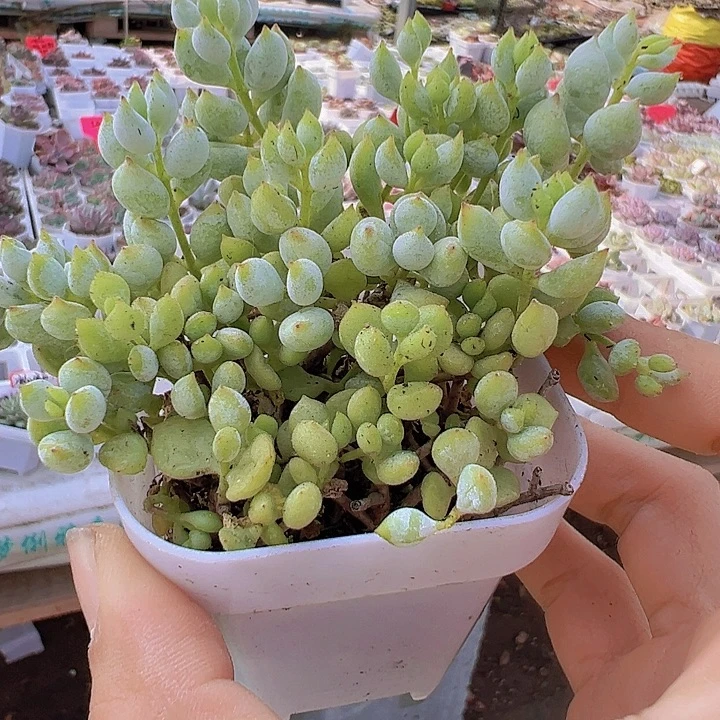 达摩福娘19包邮多肉植物
