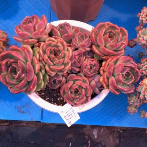 ?***。1311水晶多肉