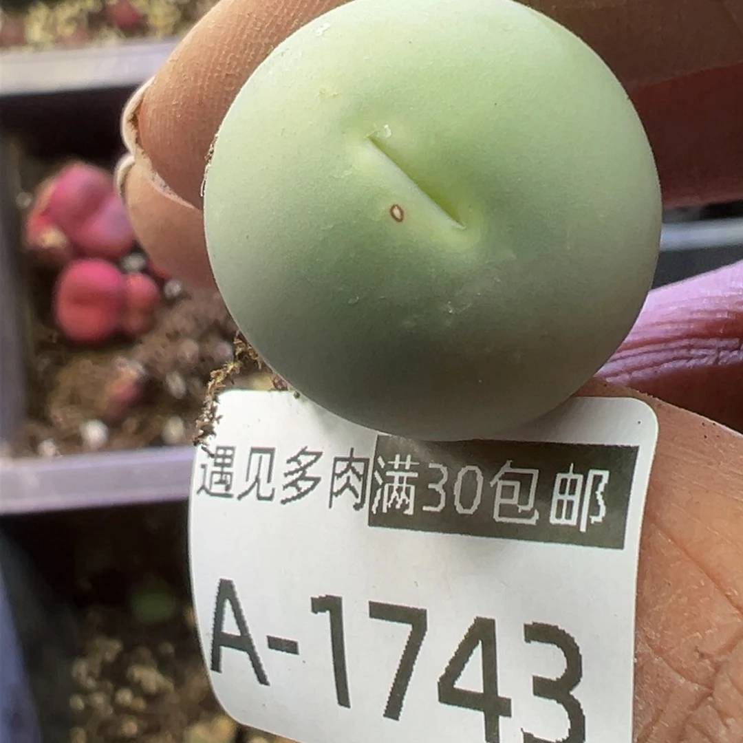多肉植物11111111111111