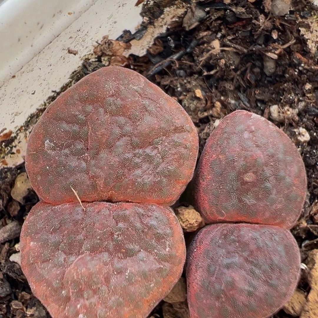 302多肉植物百科植物