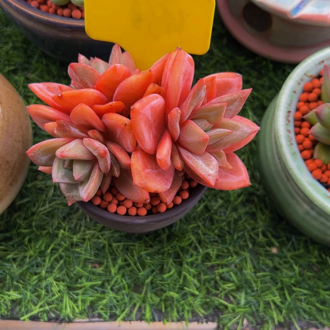 *****德国香槟多肉植物