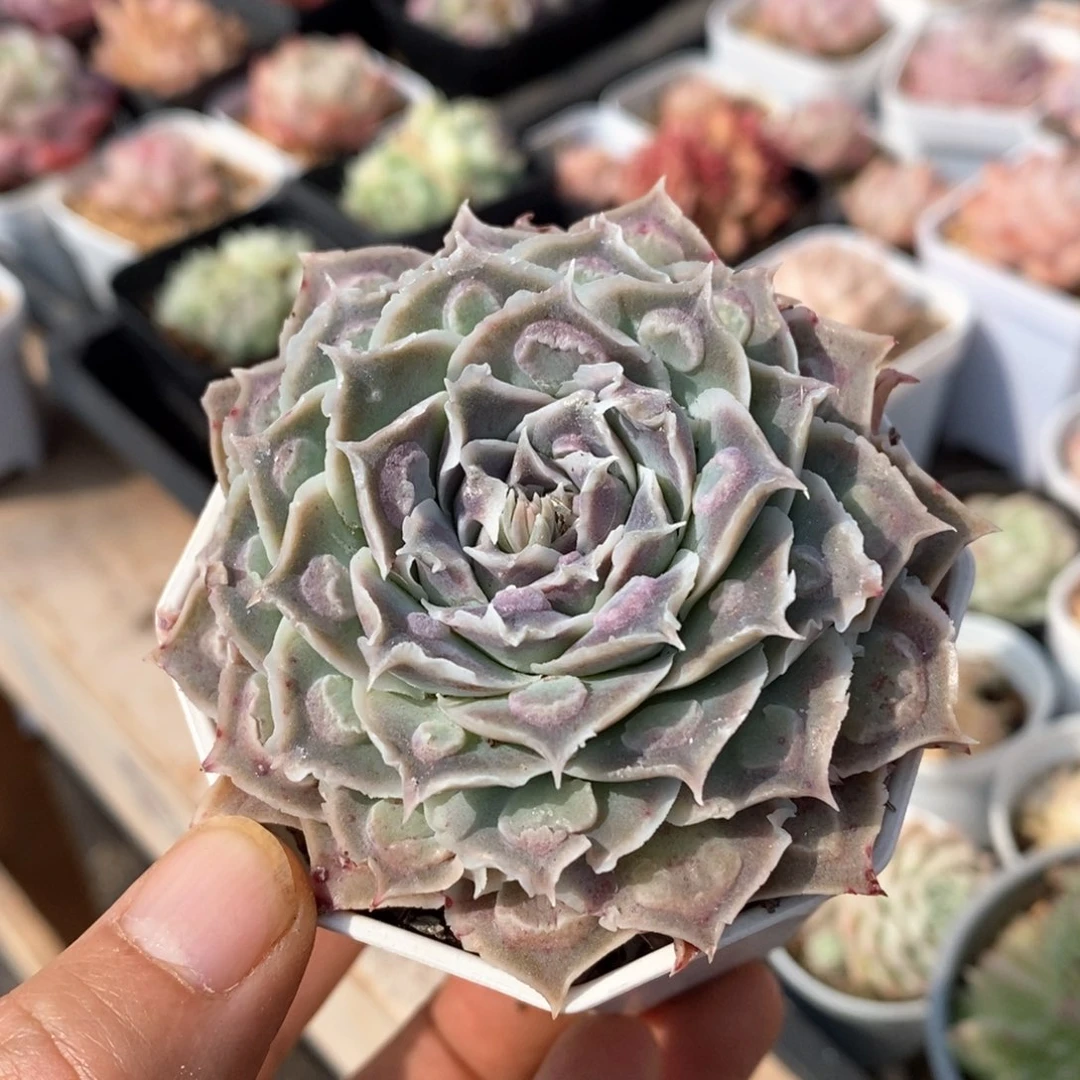 精品多肉一物一拍不包整159