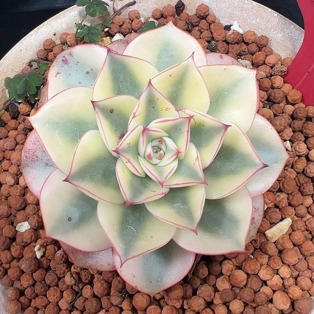 斗牛士锦多肉植物