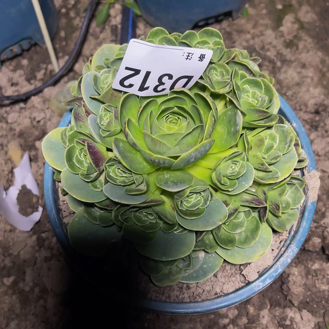 玫瑰玫瑰28-10包邮玫瑰